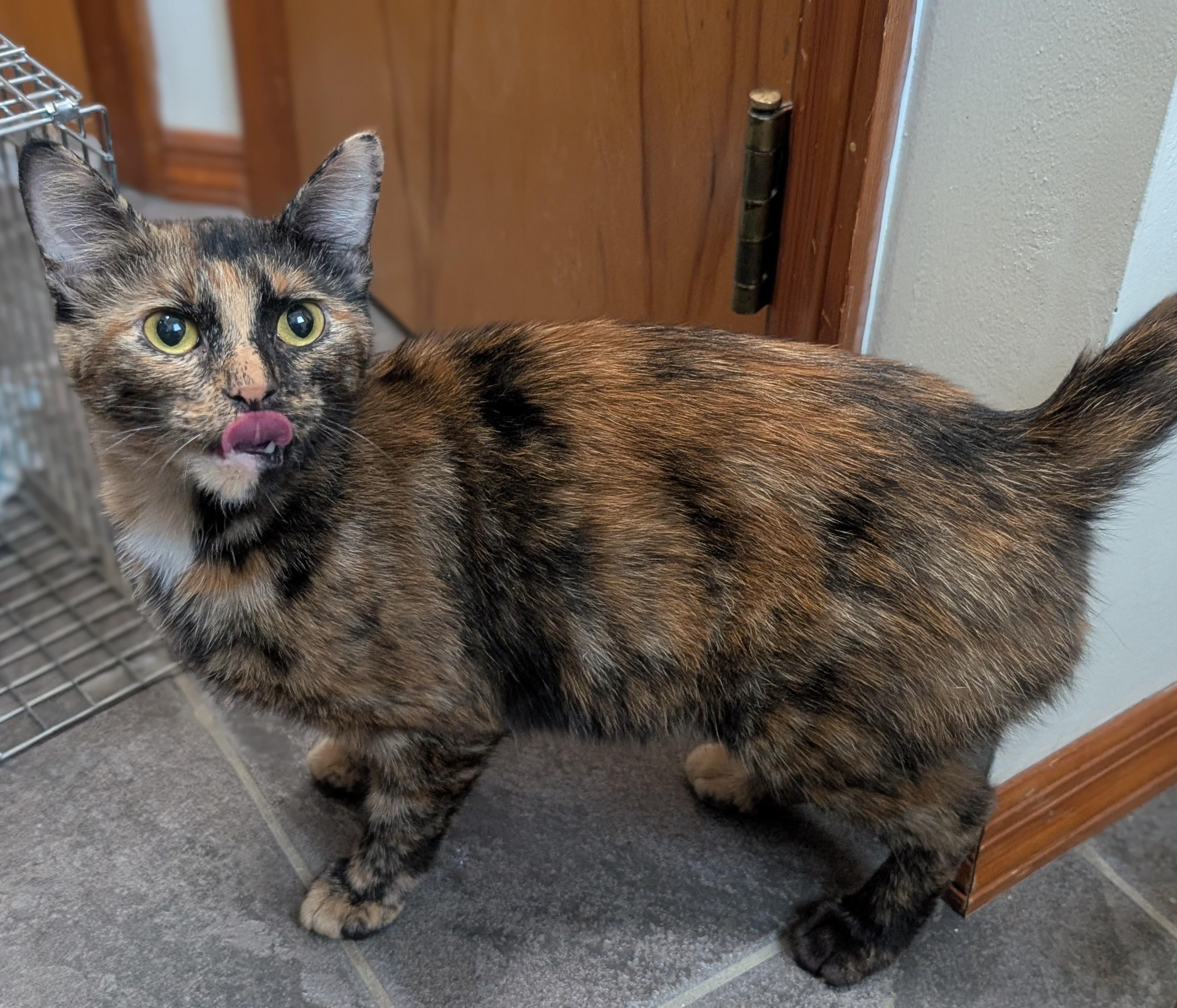 Reishi, Adoptable, Young Female Tortoiseshell.