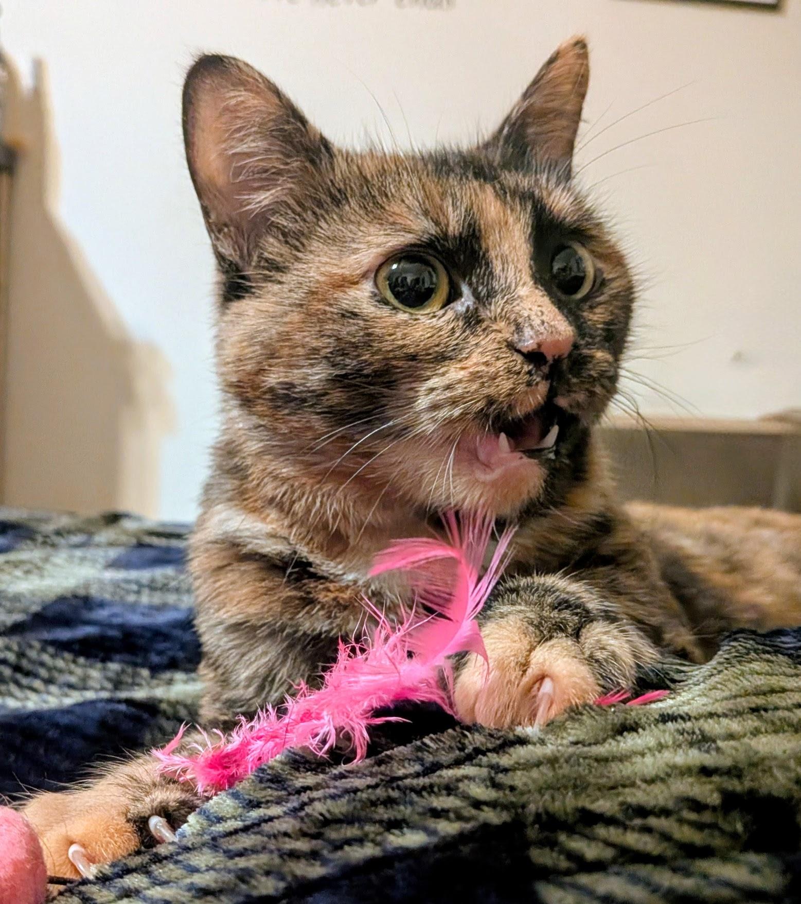 Enlarge Reishi, a Adoptable Tortoiseshell in Quincy, OH image 2/4