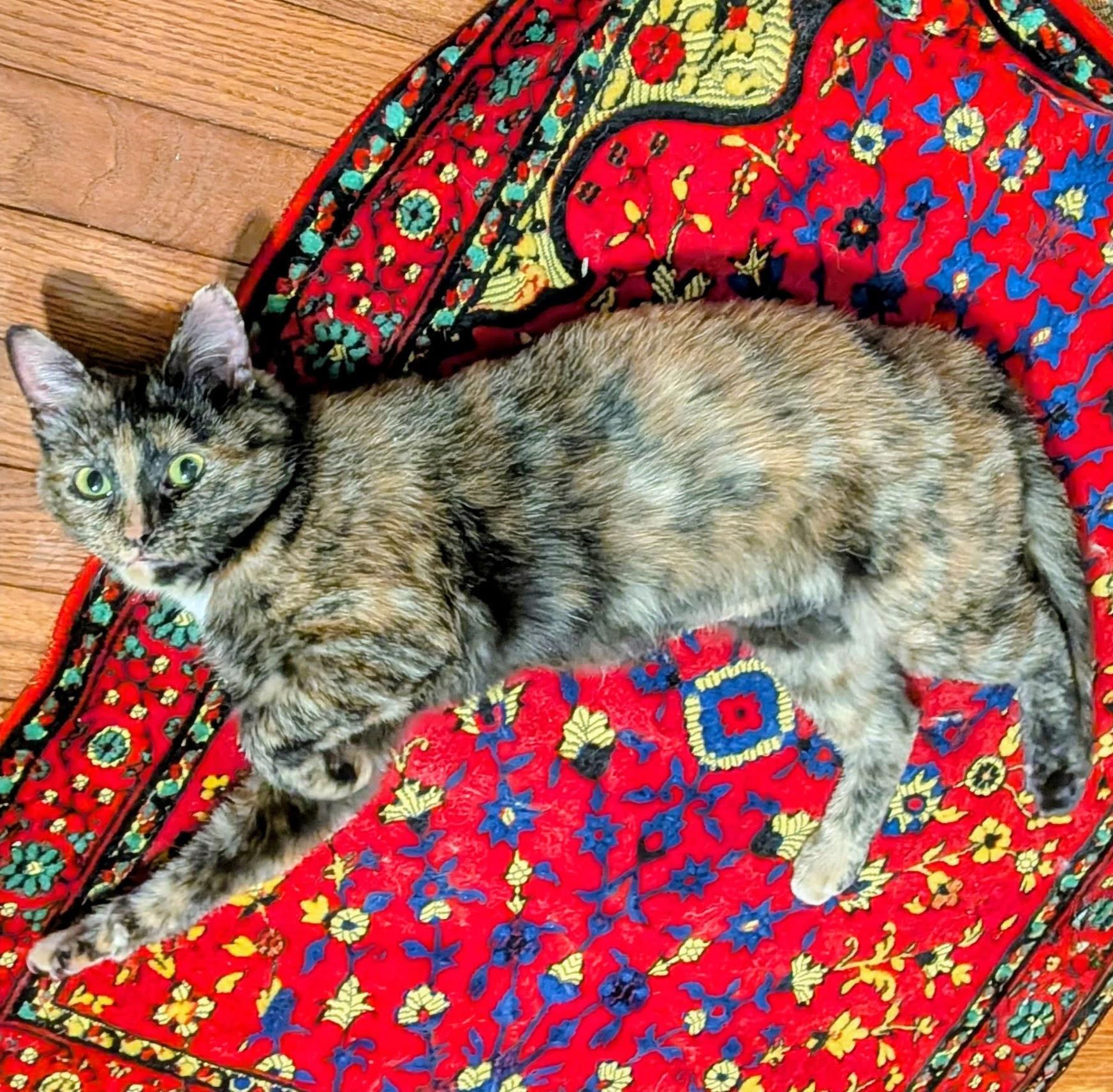 Enlarge Reishi, a Adoptable Tortoiseshell in Quincy, OH image 3/4