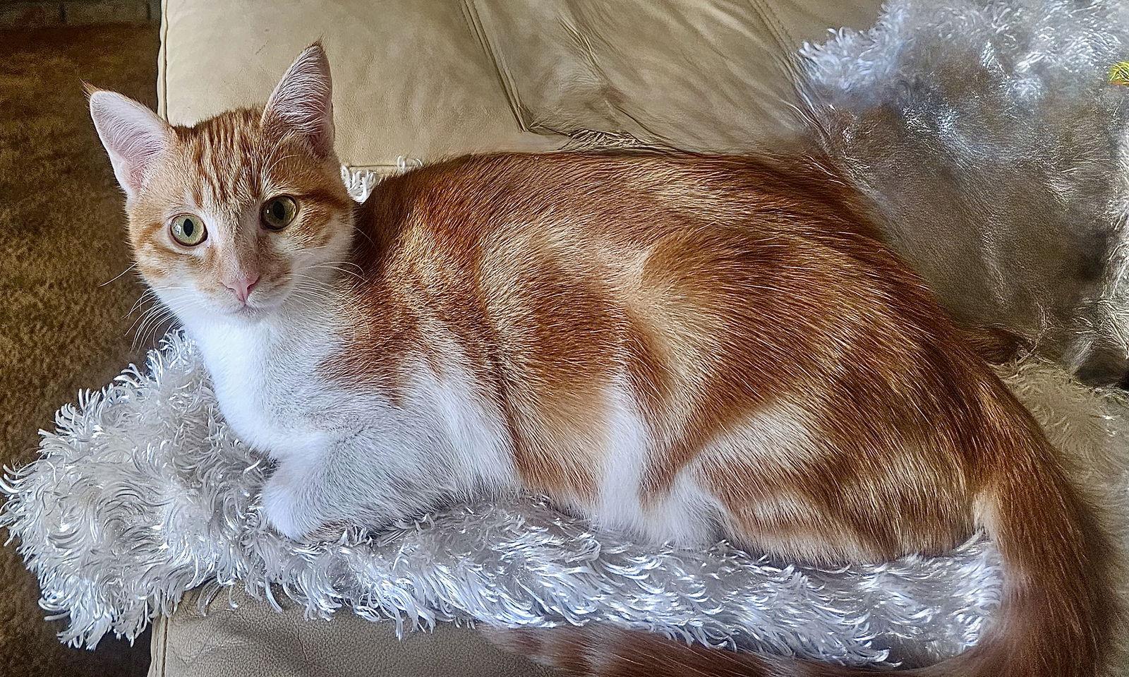 Enlarge LOKI - Bonded with Freya, a Adoptable mixed breed in Fremont, CA image 1/3