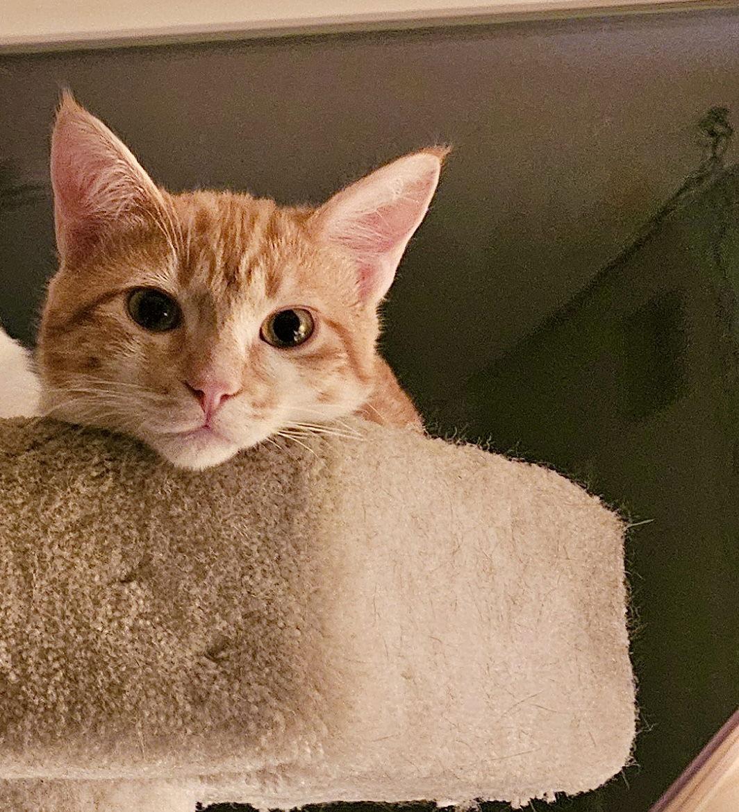 Enlarge LOKI - Bonded with Freya, a Adoptable mixed breed in Fremont, CA image 2/3