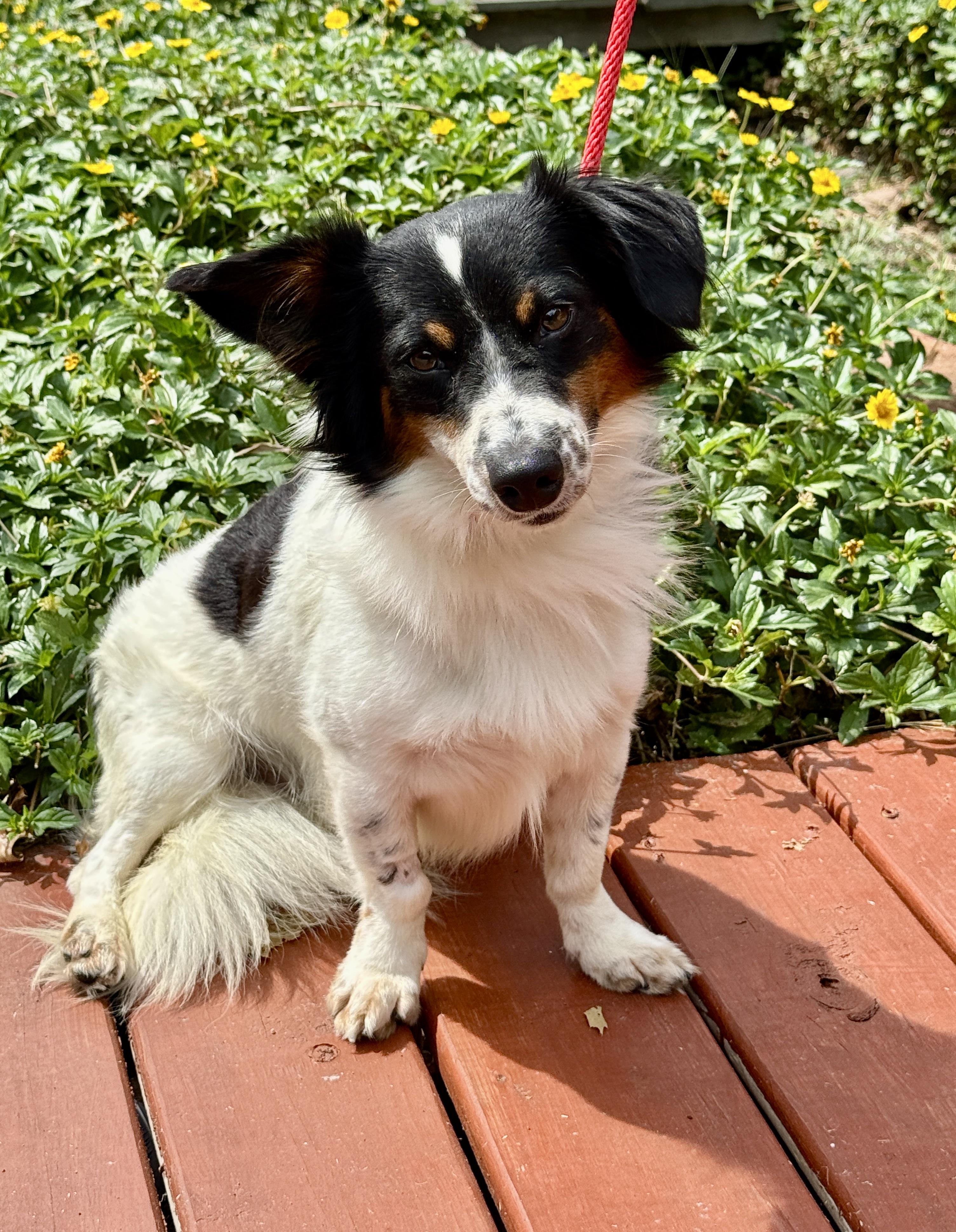 Reyner, Adopted, Adult Male Spaniel.