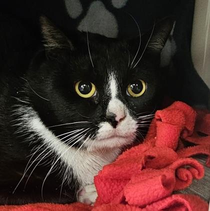 Delamont, Adoptable, Adult Male Domestic Short Hair & Domestic Short Hair.