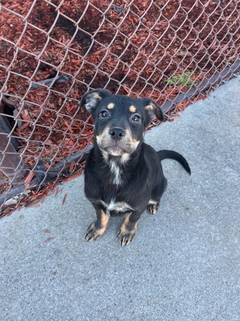 Enlarge LB 6/PINKLES, a Adoptable mixed breed in Rome, GA image 1/1