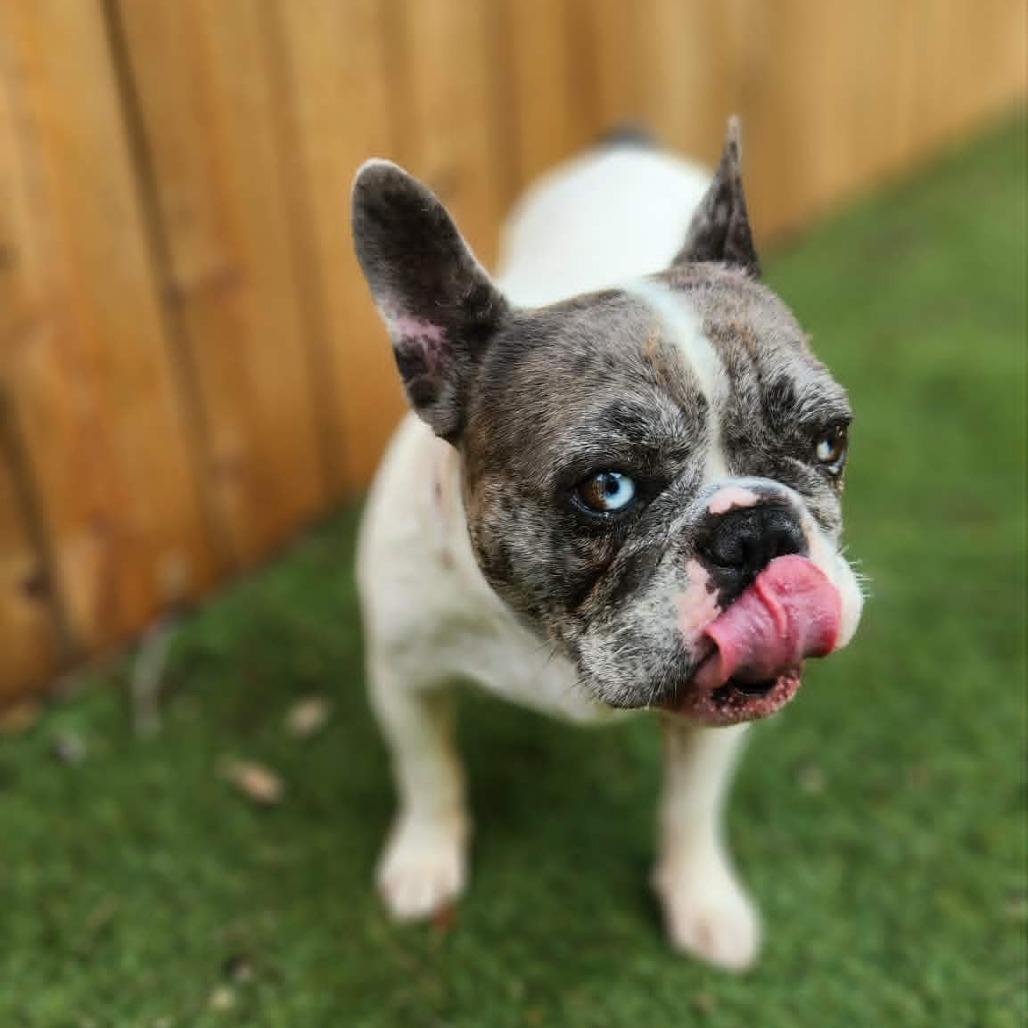 Enlarge Ruby Marla BW, an adopted French Bulldog in Pittsburgh , PA image 2/5