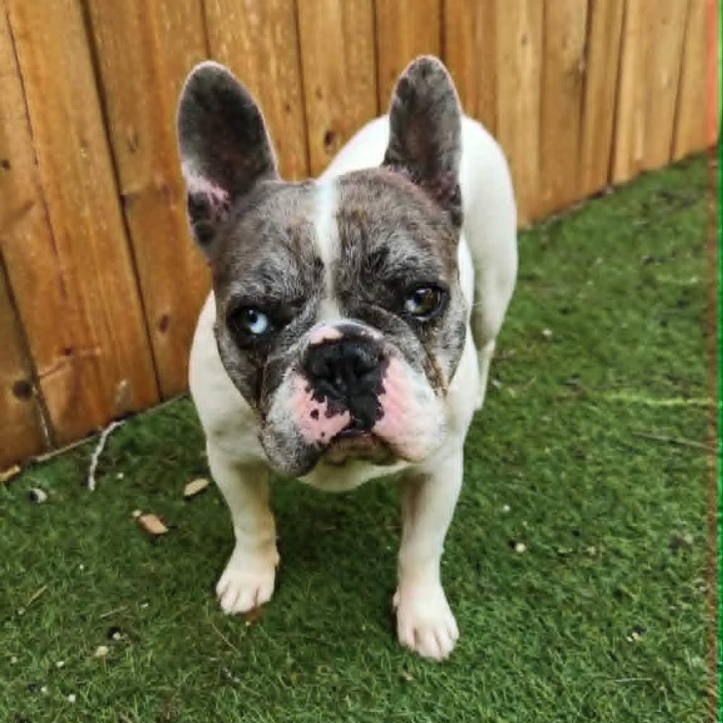 Enlarge Ruby Marla BW, an adopted French Bulldog in Pittsburgh , PA image 3/5