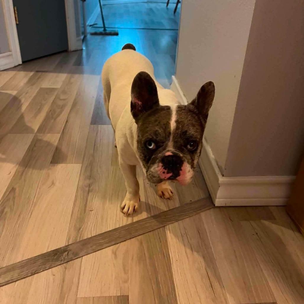 Enlarge Ruby Marla BW, an adopted French Bulldog in Pittsburgh , PA image 4/5