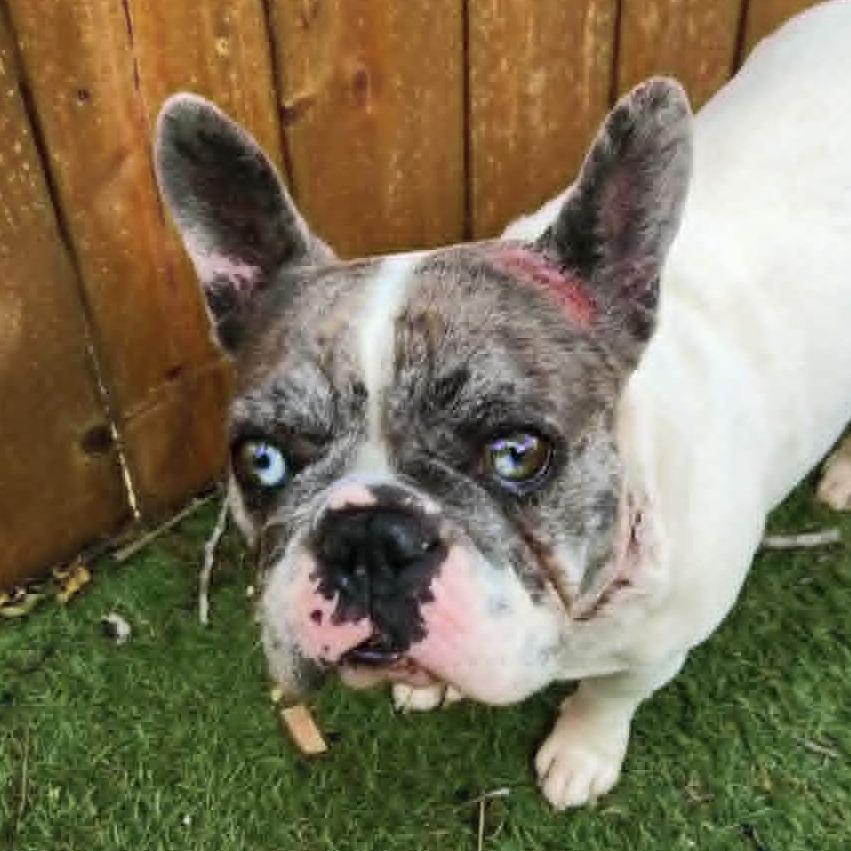 Ruby Marla BW, adopted, Adult Female French Bulldog.