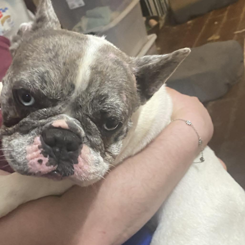 Enlarge Ruby Marla BW, an adopted French Bulldog in Pittsburgh , PA image 5/5