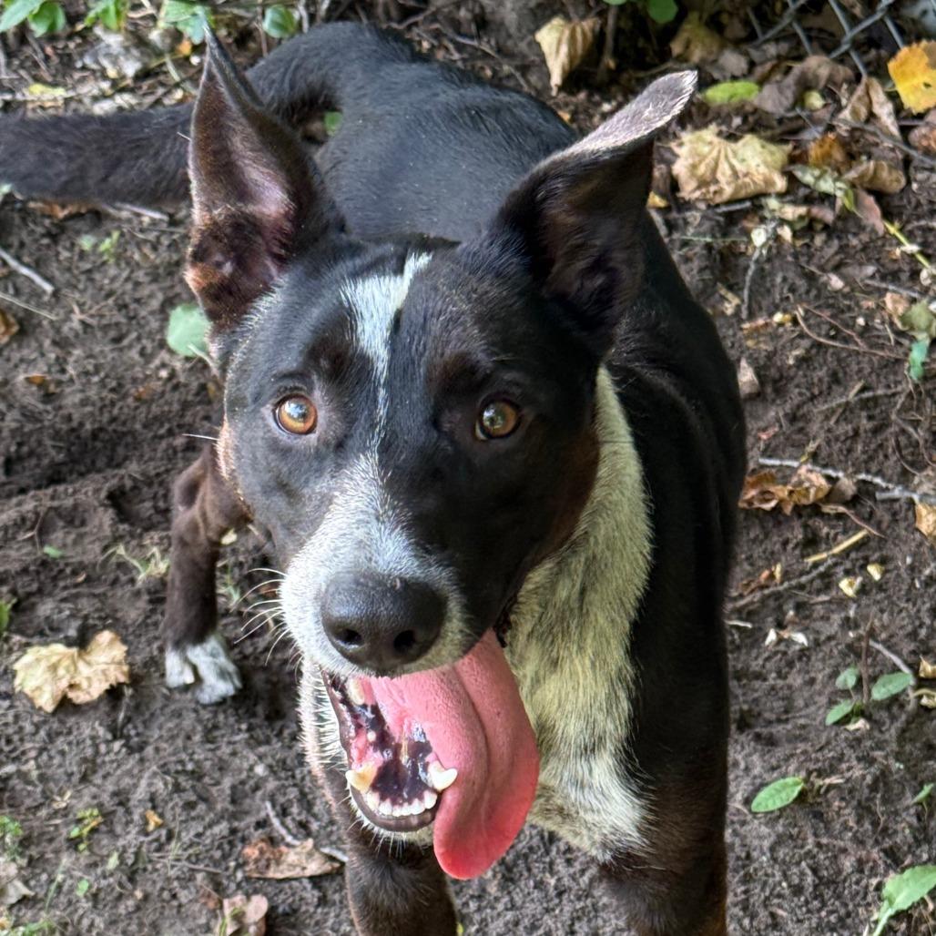 Enlarge Jasper, a Adoptable Mixed Breed in Standish, MI image 1/1