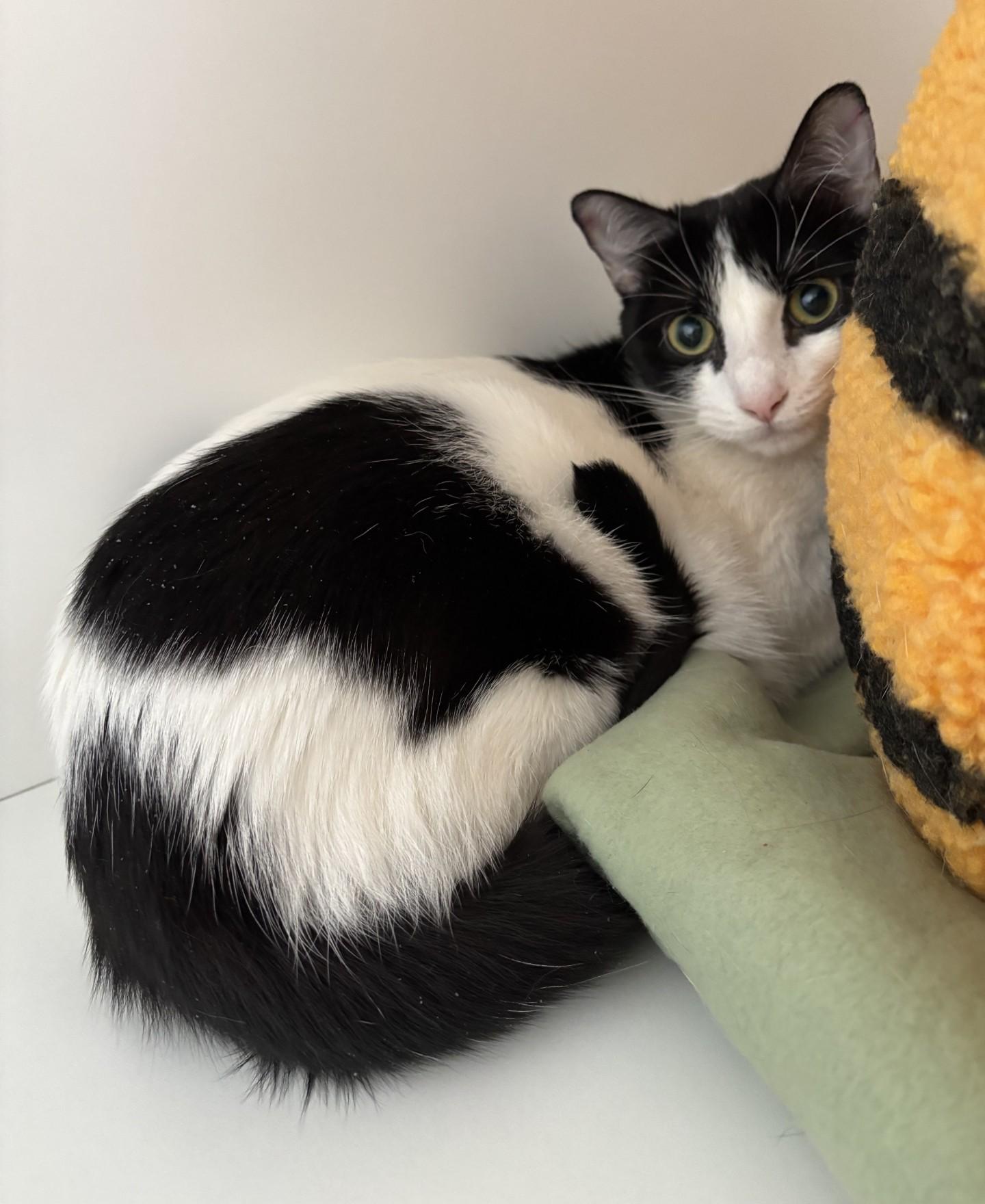 Rose, ADOPTABLE, Adult Female Domestic Short Hair.