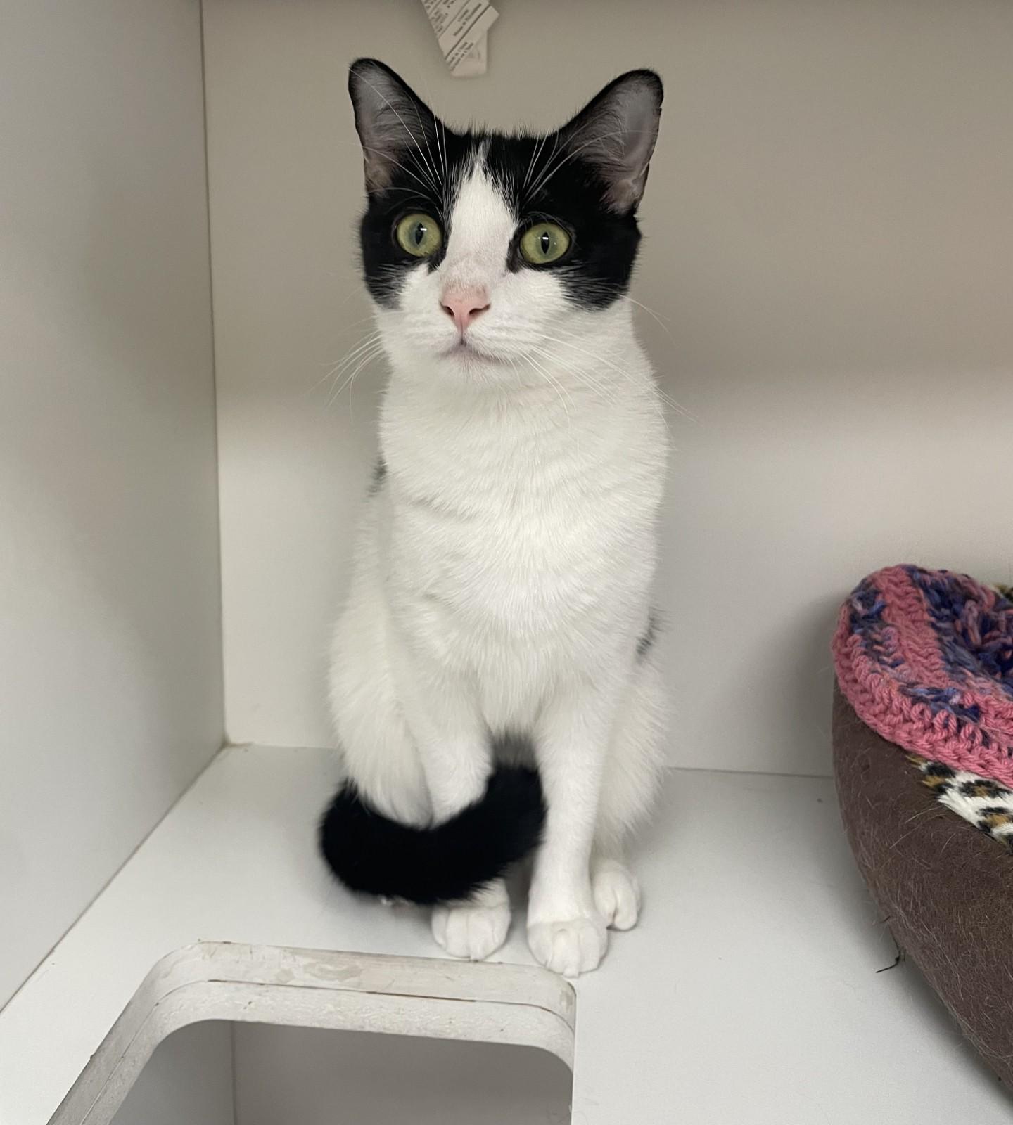 Enlarge Rose, a ADOPTABLE Domestic Short Hair in Floyd, VA image 4/6