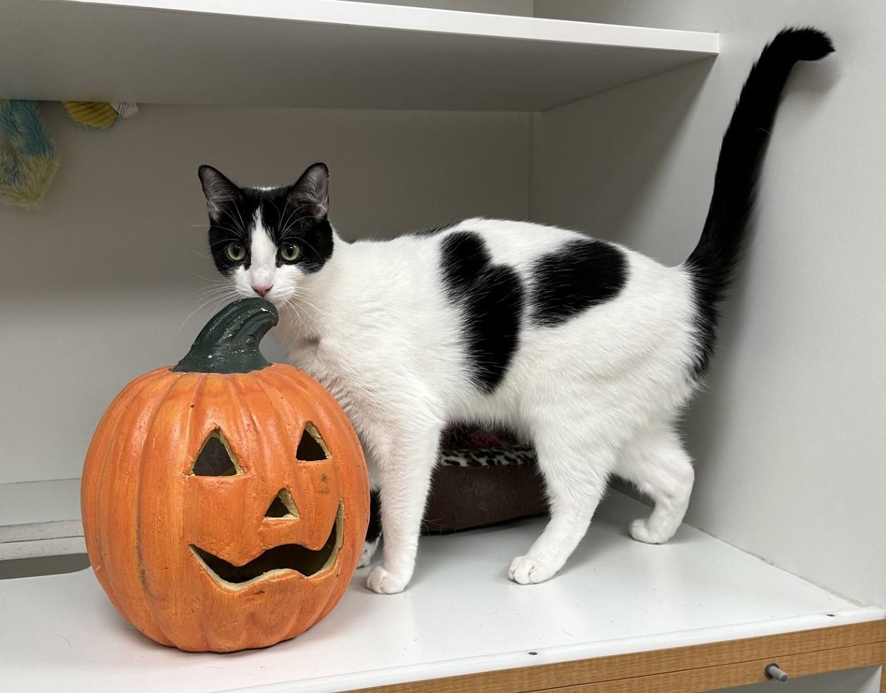 Enlarge Rose, a ADOPTABLE Domestic Short Hair in Floyd, VA image 5/6