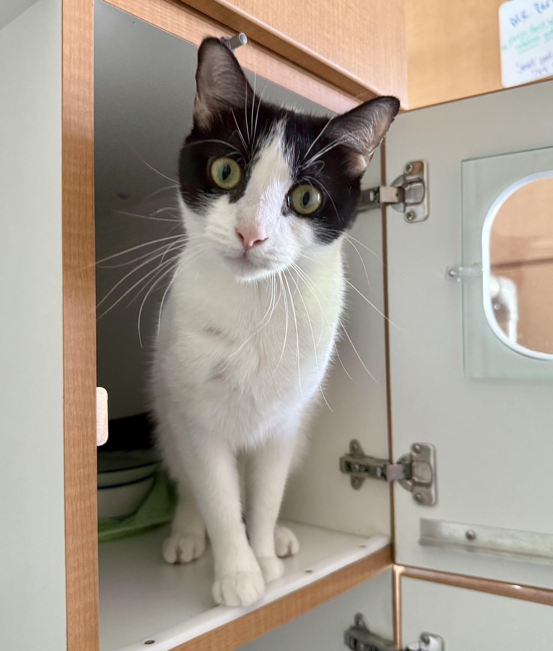 Enlarge Rose, a ADOPTABLE Domestic Short Hair in Floyd, VA image 6/6