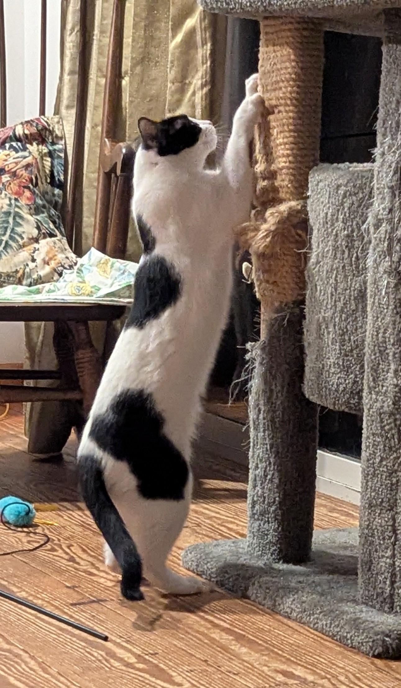 Enlarge Rose, a ADOPTABLE Domestic Short Hair in Floyd, VA image 2/6