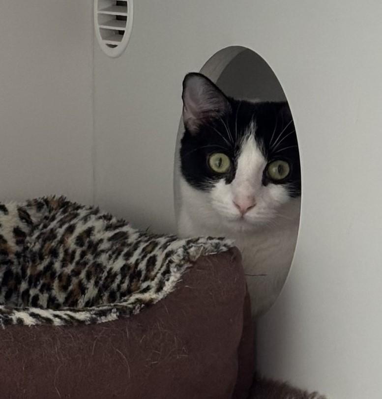 Enlarge Rose, a ADOPTABLE Domestic Short Hair in Floyd, VA image 3/6