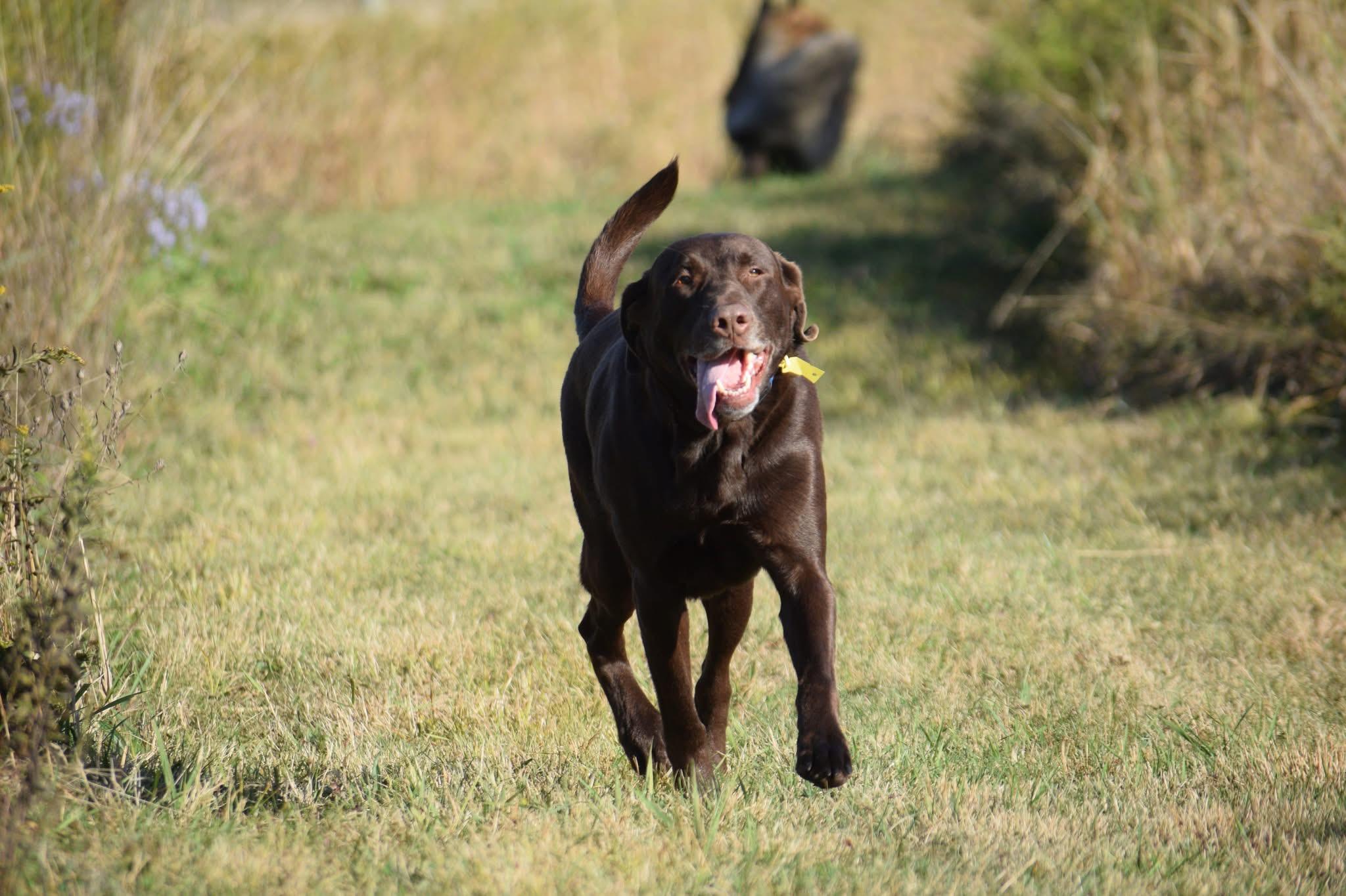 Enlarge Baxter, a ADOPTABLE Labrador Retriever in Warrington, PA image 3/6