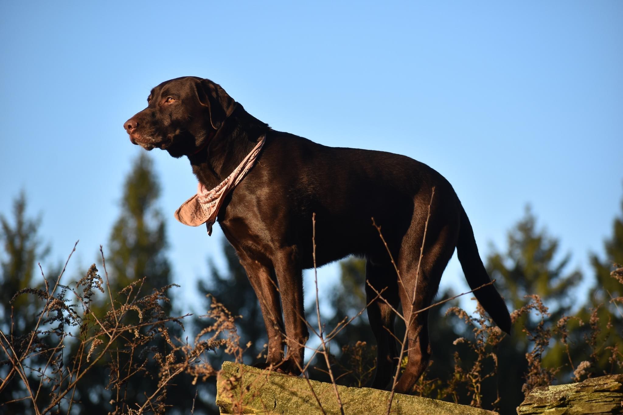 Enlarge Baxter, a ADOPTABLE Labrador Retriever in Warrington, PA image 4/6