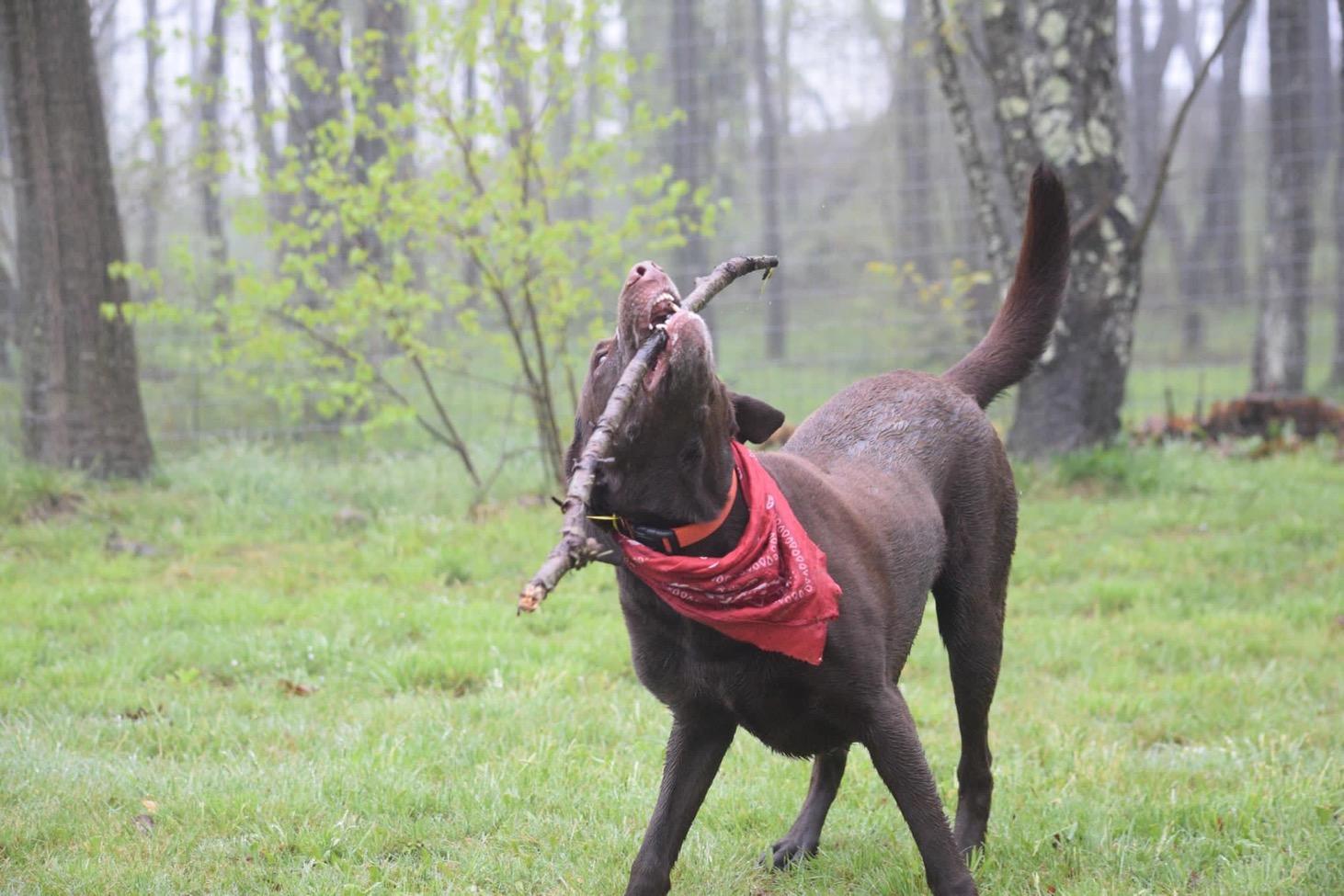 Enlarge Baxter, a ADOPTABLE Labrador Retriever in Warrington, PA image 6/6
