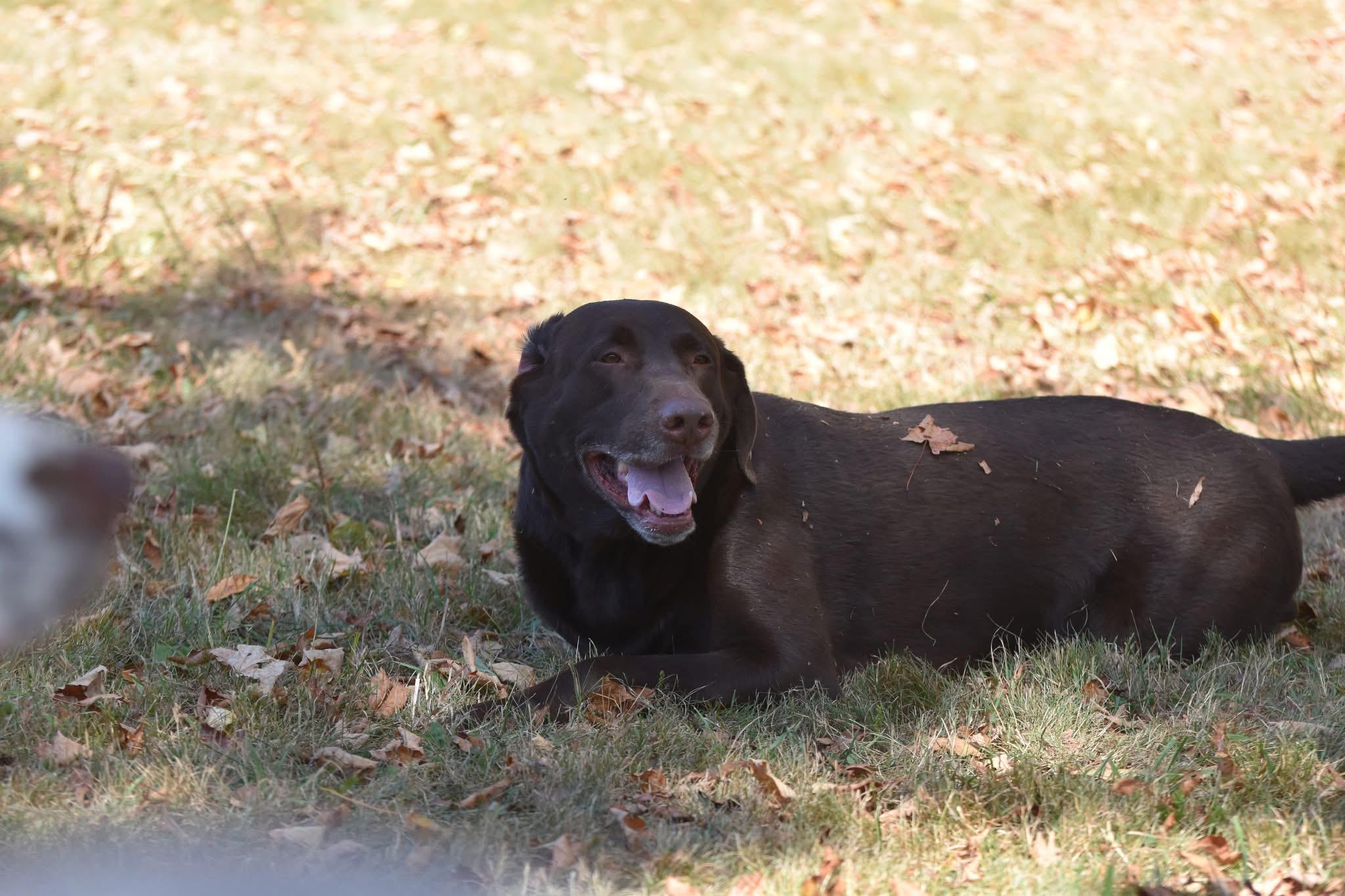 Enlarge Baxter, a ADOPTABLE Labrador Retriever in Warrington, PA image 2/6