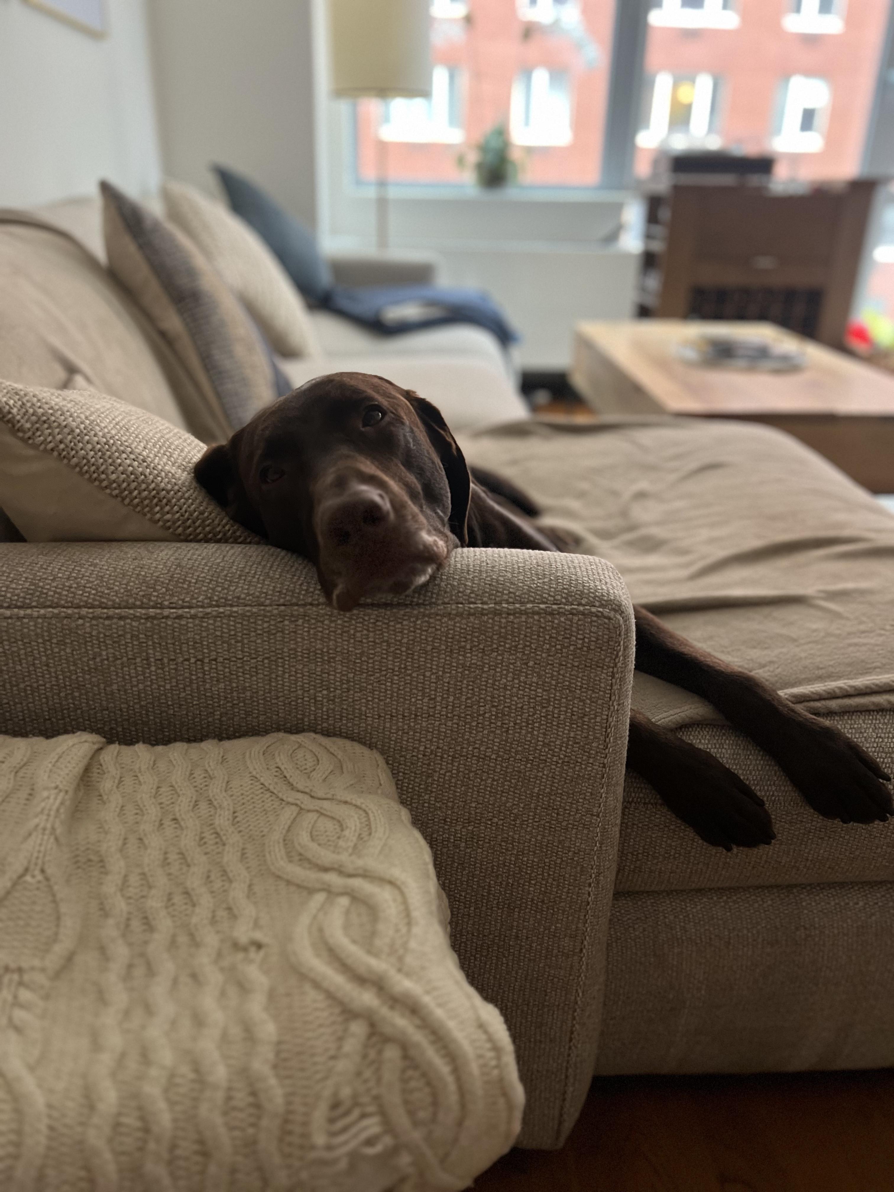 Baxter, ADOPTABLE, Adult Male Labrador Retriever.