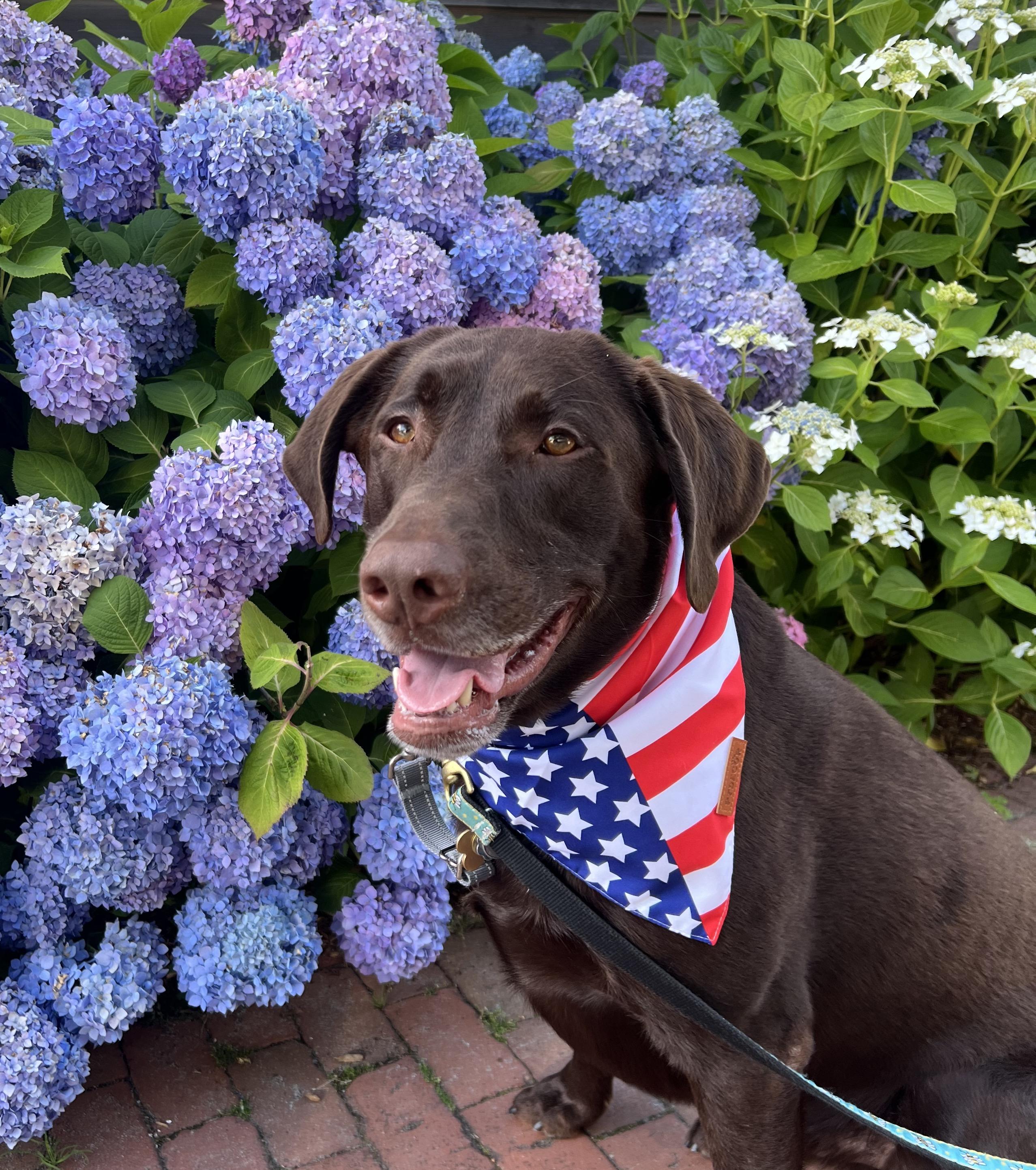 Enlarge Baxter, an adoption pending Labrador Retriever in Warrington, PA image 1/6