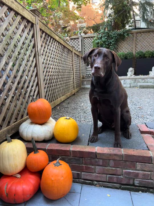Enlarge Baxter, a ADOPTABLE Labrador Retriever in Warrington, PA video 5/6