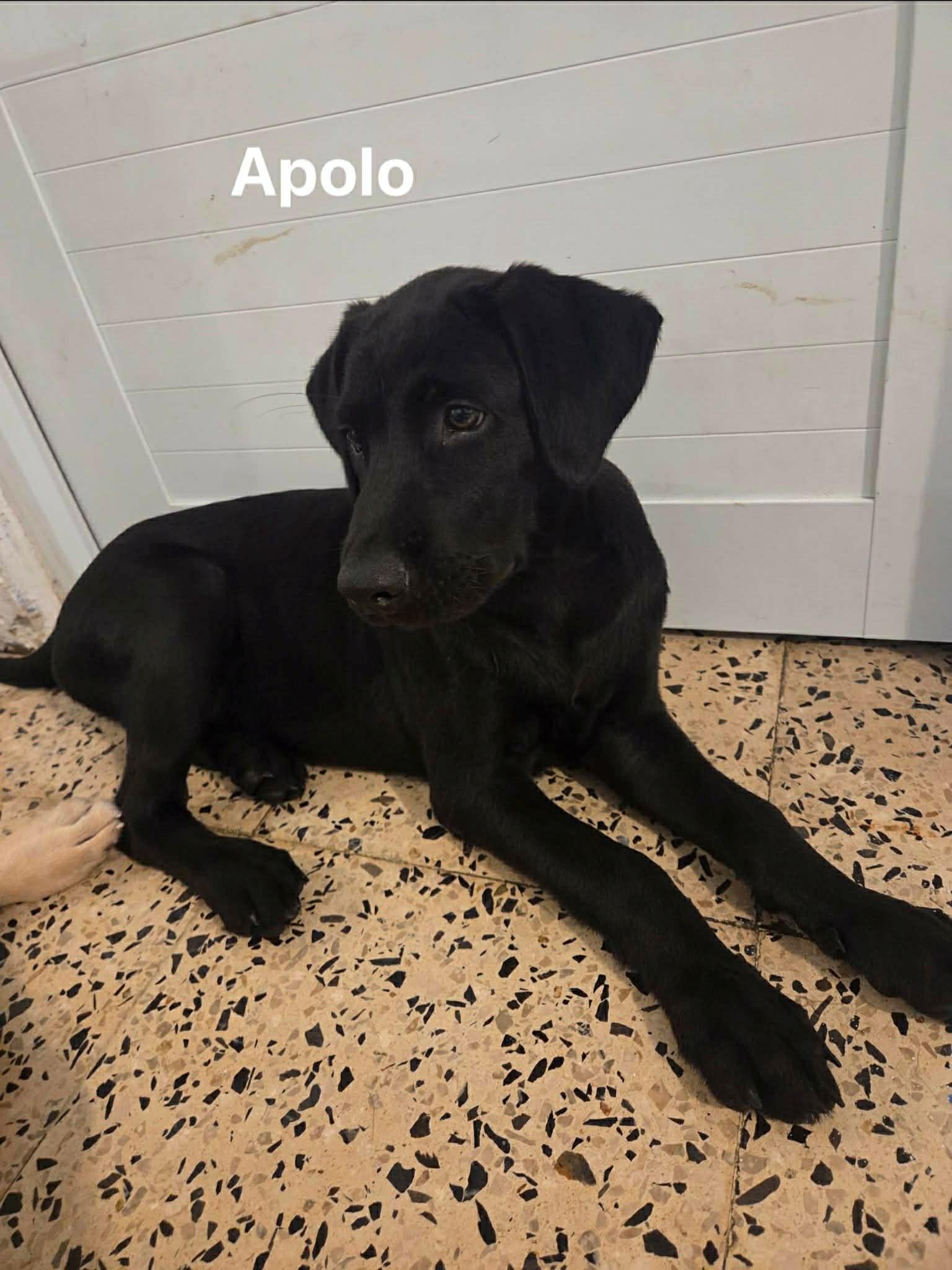 Apolo, ADOPTABLE, Puppy Male Labrador Retriever.