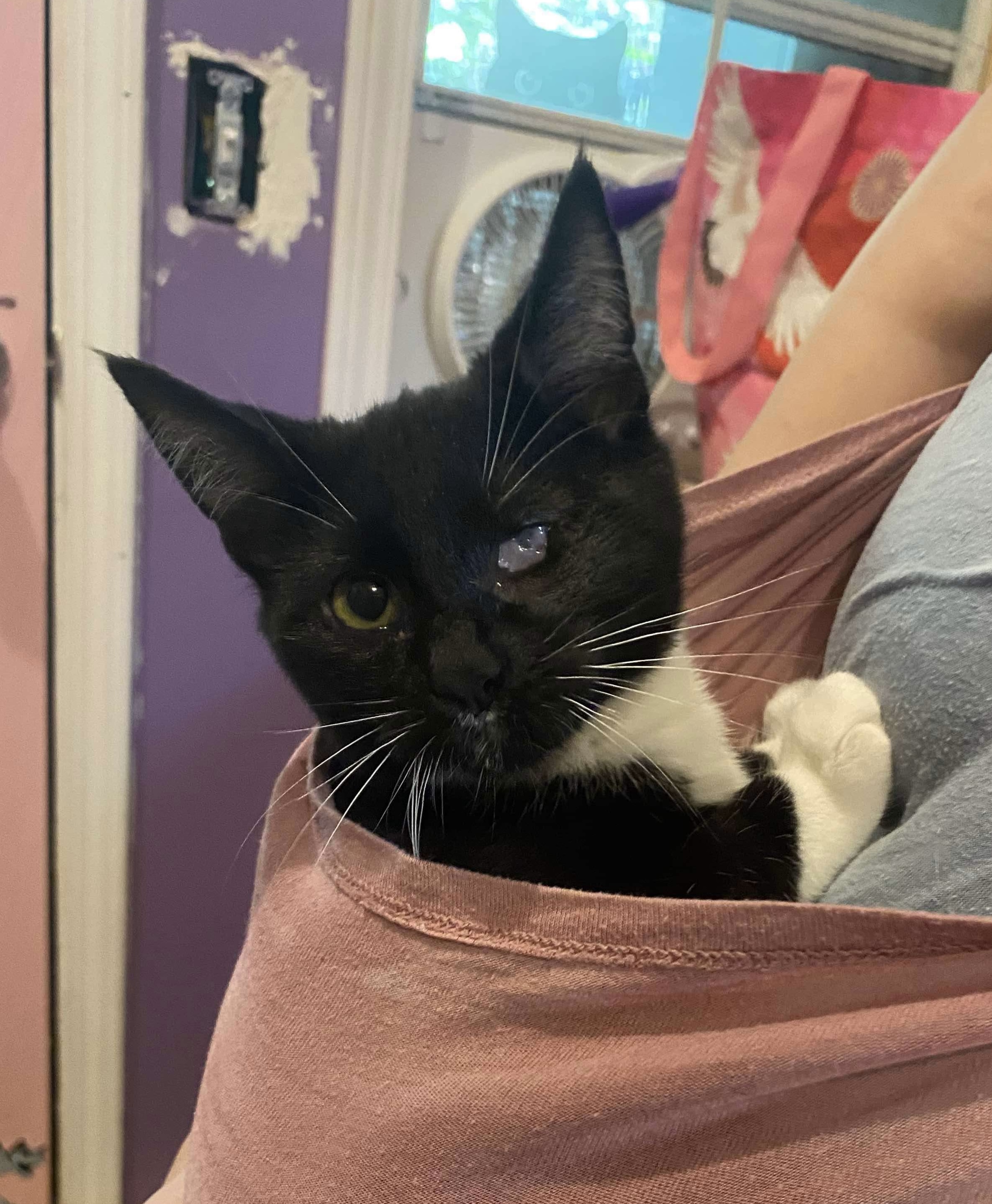 Lucio, Adopted, Young Male American Shorthair.