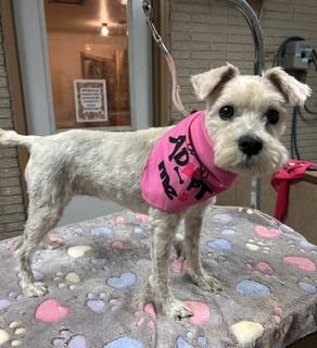 Enlarge Libby, a Adopted mixed breed in Denison, IA image 2/3