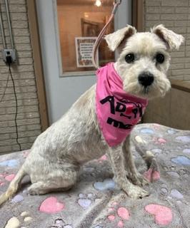 Libby, Adopted, Adult Female Miniature Schnauzer.