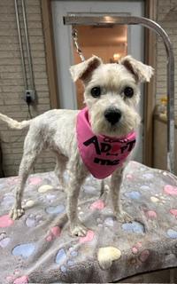 Enlarge Libby, a Adopted mixed breed in Denison, IA image 3/3