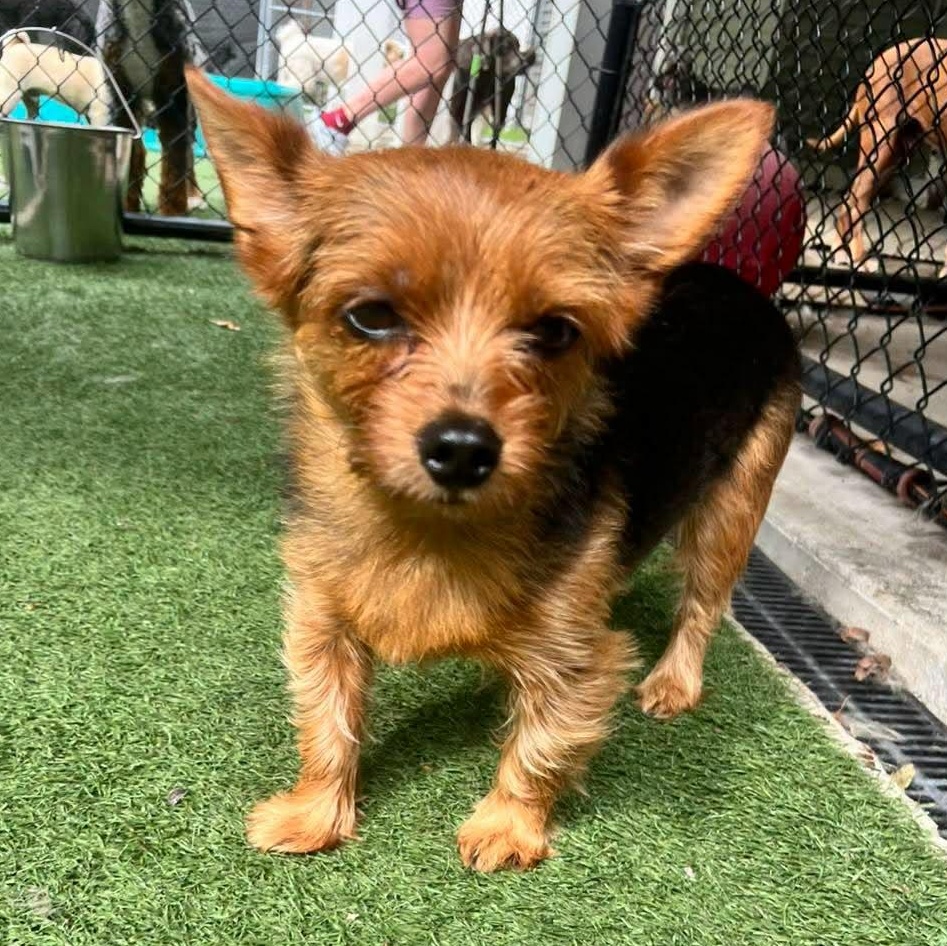 Lila, Adopted, Adult Female Yorkshire Terrier.