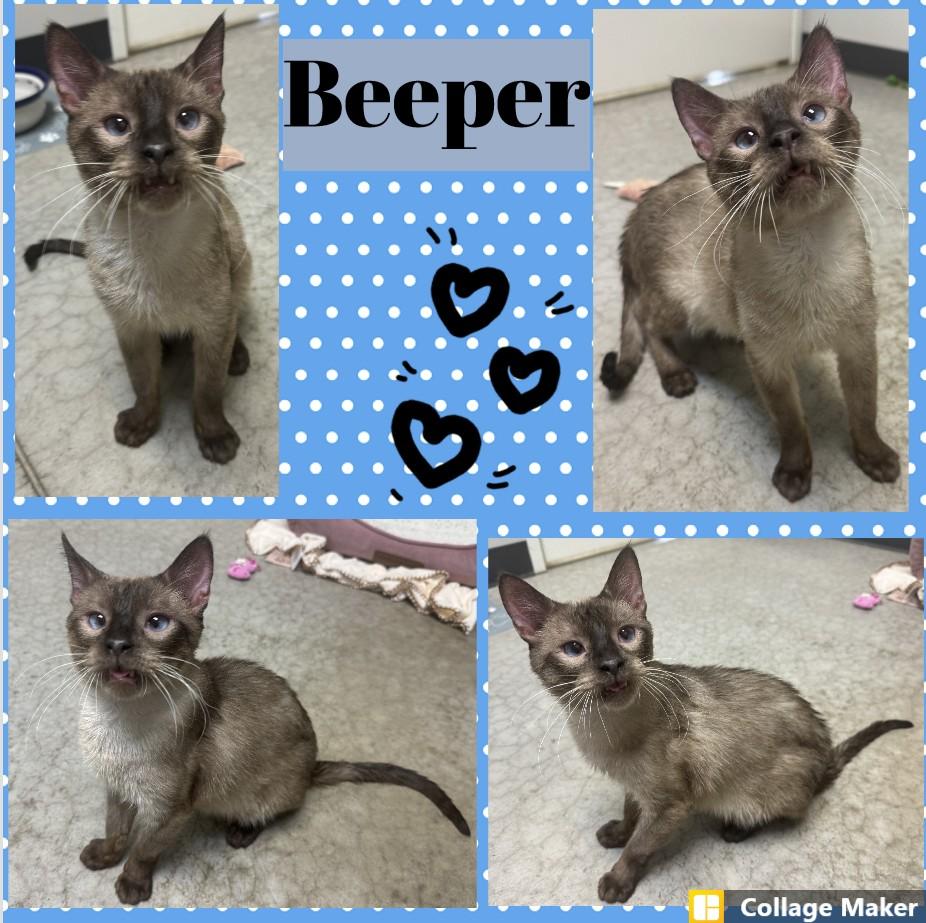 Beeper, ADOPTABLE, Adult Male Siamese.