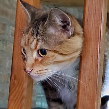 Lulu, Adoptable, Young Female Domestic Short Hair.