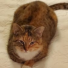 Lulu, a Adoptable mixed breed in Chicago, IL image 2/3