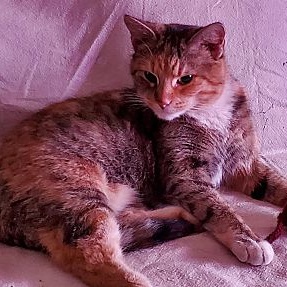 Lulu, a Adoptable mixed breed in Chicago, IL image 3/3