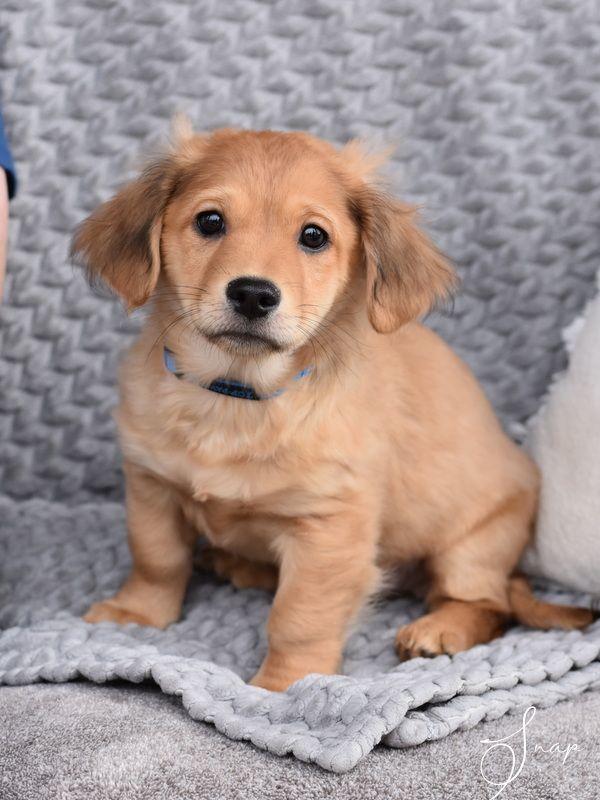 Snap (Lulu"s Puppies), a Adopted mixed breed in Bethel, CT image 1/6