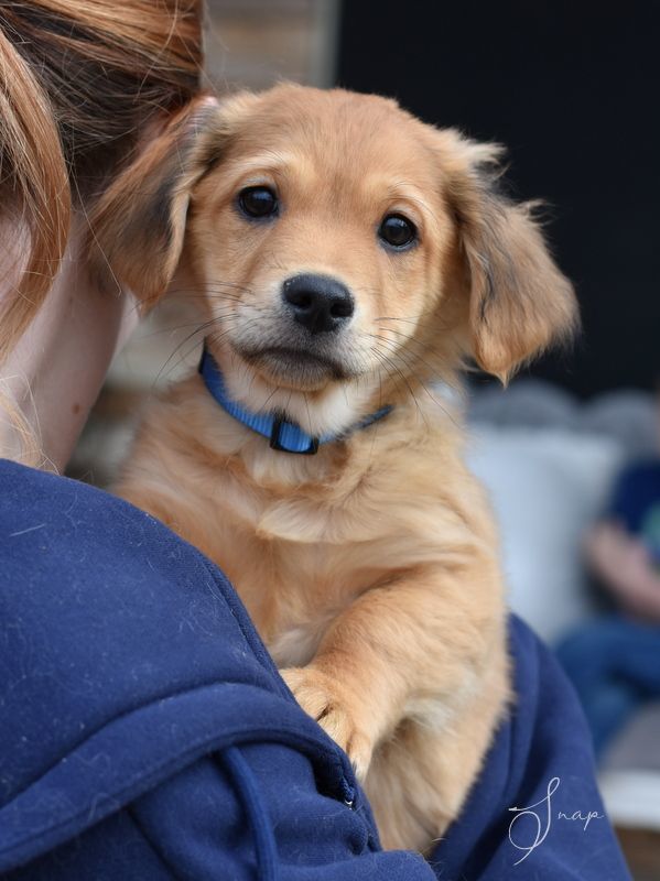 Snap (Lulu"s Puppies), a Adopted mixed breed in Bethel, CT image 2/6