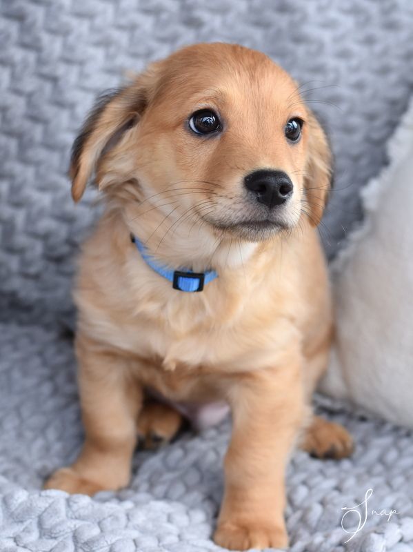 Snap (Lulu"s Puppies), a Adopted mixed breed in Bethel, CT image 3/6
