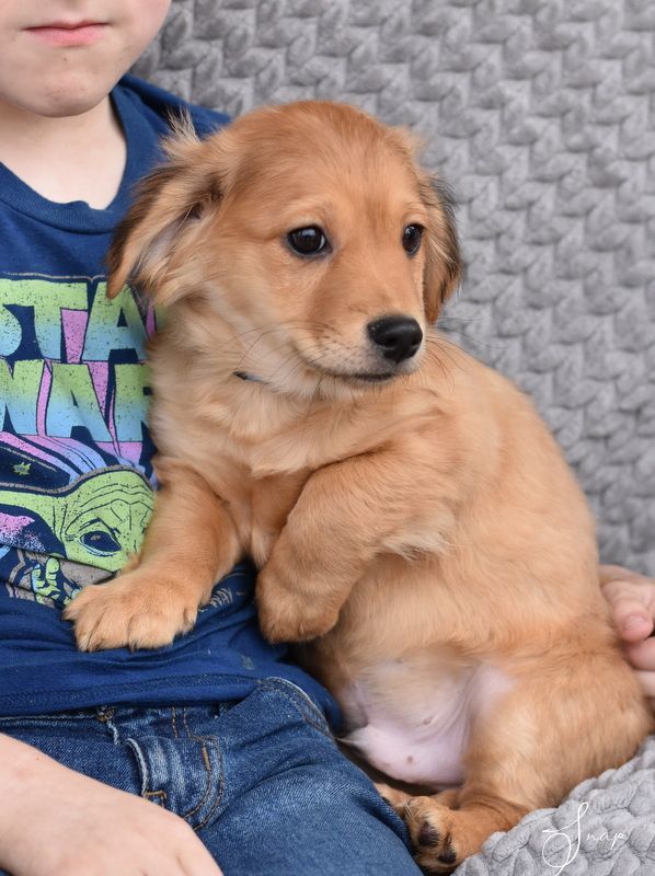 Snap (Lulu"s Puppies), a Adopted mixed breed in Bethel, CT image 4/6