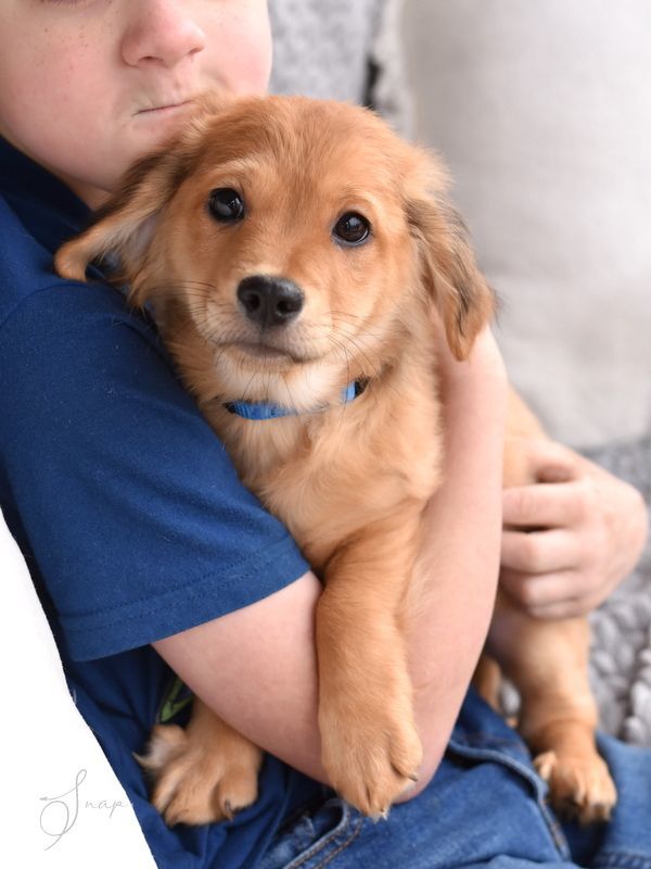 Snap (Lulu"s Puppies), a Adopted mixed breed in Bethel, CT image 5/6