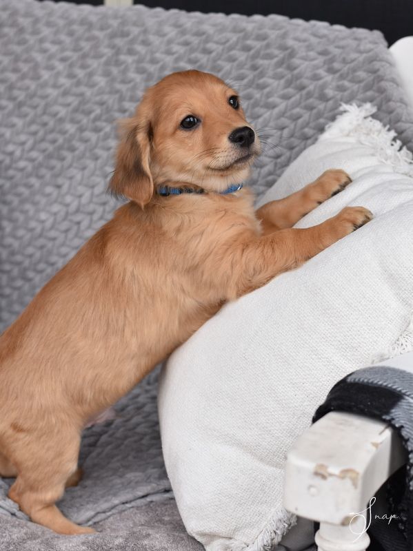 Snap (Lulu"s Puppies), a Adopted mixed breed in Bethel, CT image 6/6