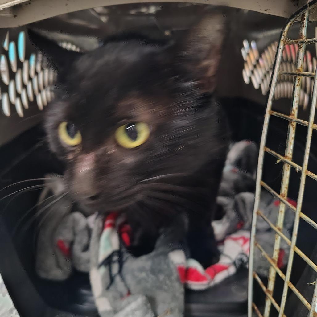 Enlarge Salem, a Adoptable Domestic Short Hair in Coos Bay, OR image 1/3