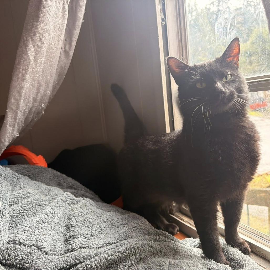 Enlarge Salem, a Adoptable Domestic Short Hair in Coos Bay, OR image 2/3