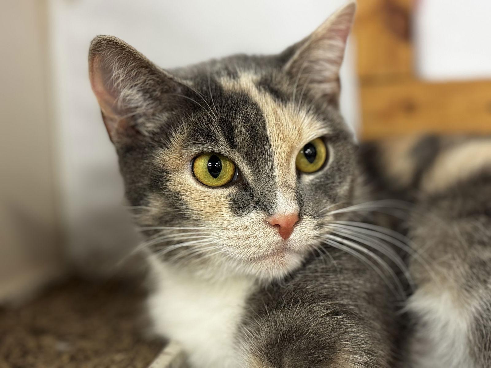 Dainty Cat thumbnail 3