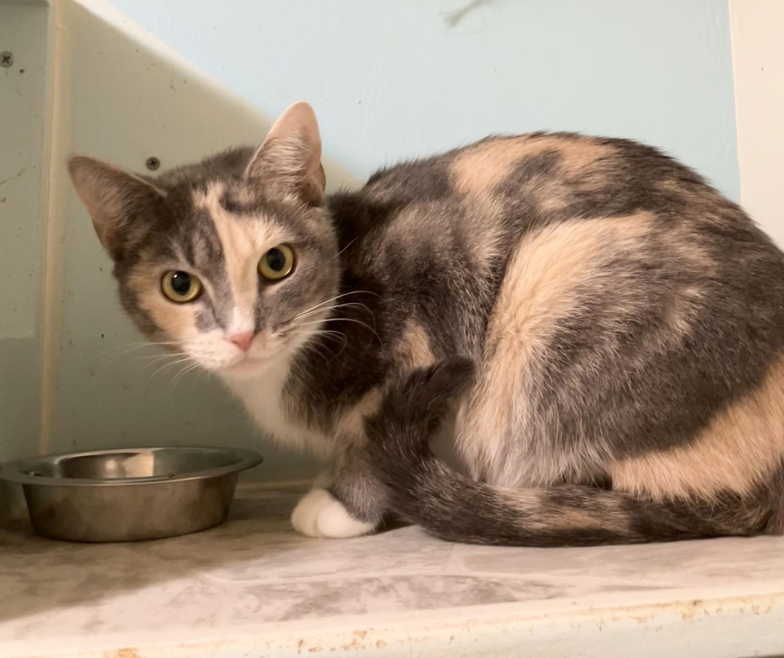 Dainty Cat thumbnail 4