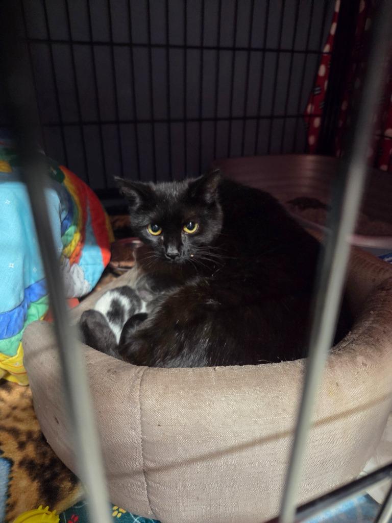 Sassie, Adoptable, Young Female Domestic Short Hair.