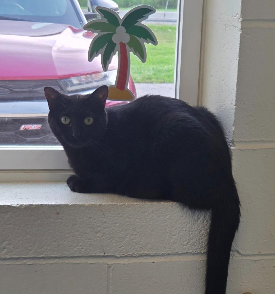 Sassie, a Adoptable mixed breed in Muskegon, MI image 2/3