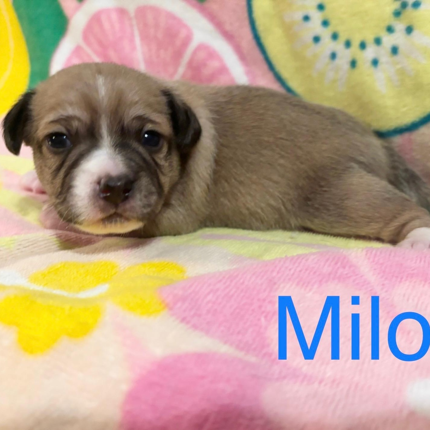 Milo, Baby Male unknown